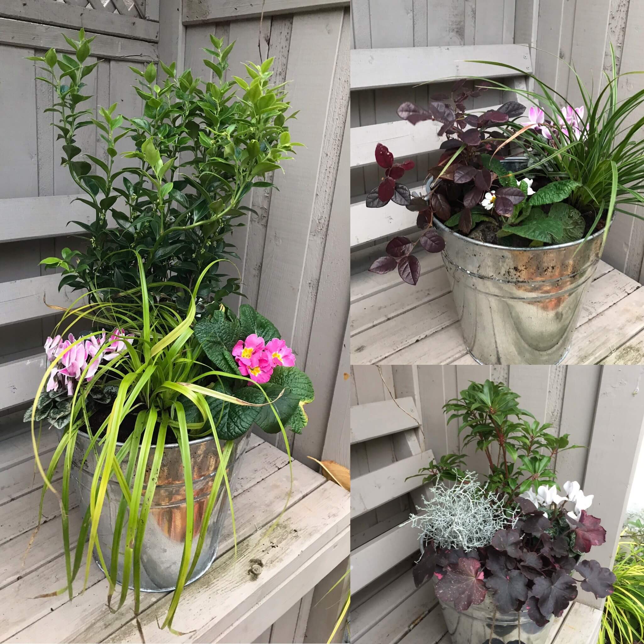 Selection of Winter Pots