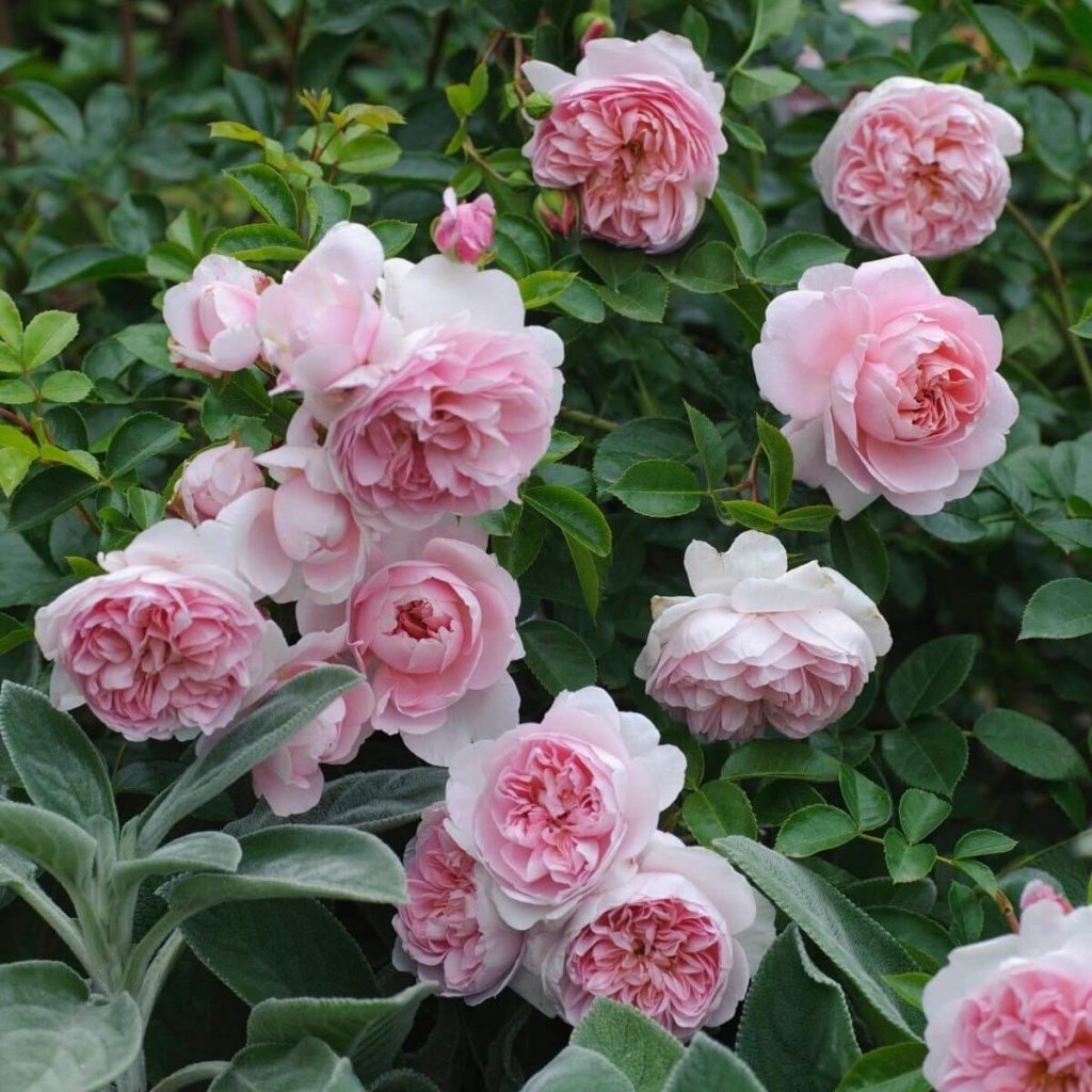Wild Eve Rose