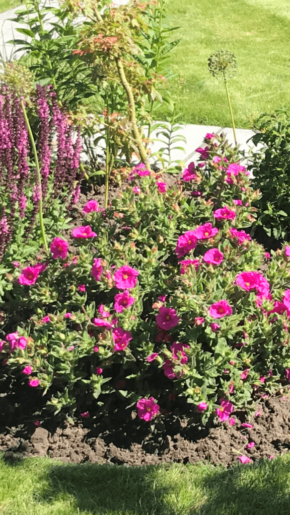 Cistus