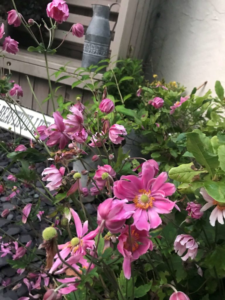 Anemone Pamina