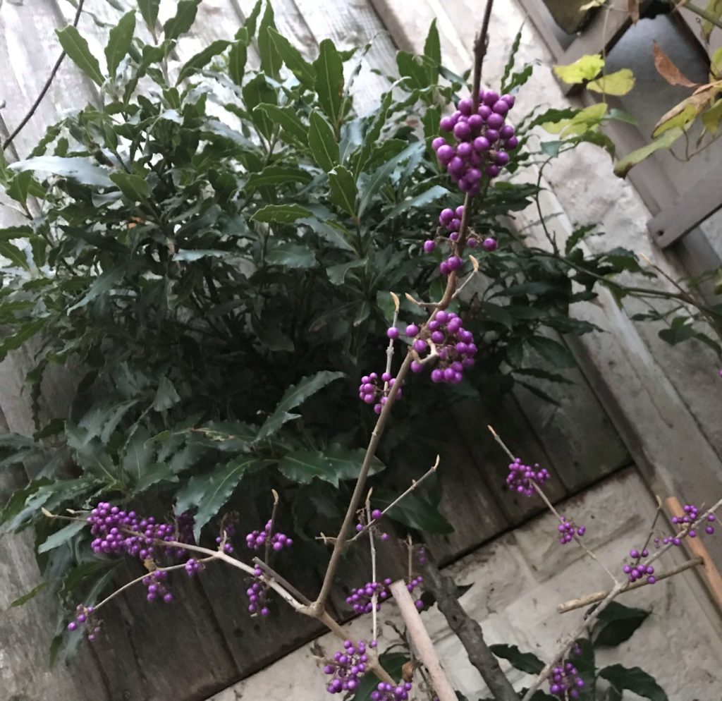 Callicarpa