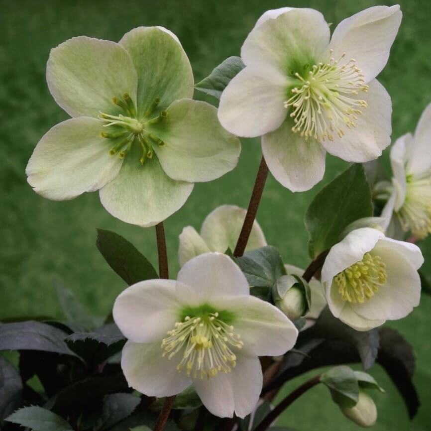 Hellebores