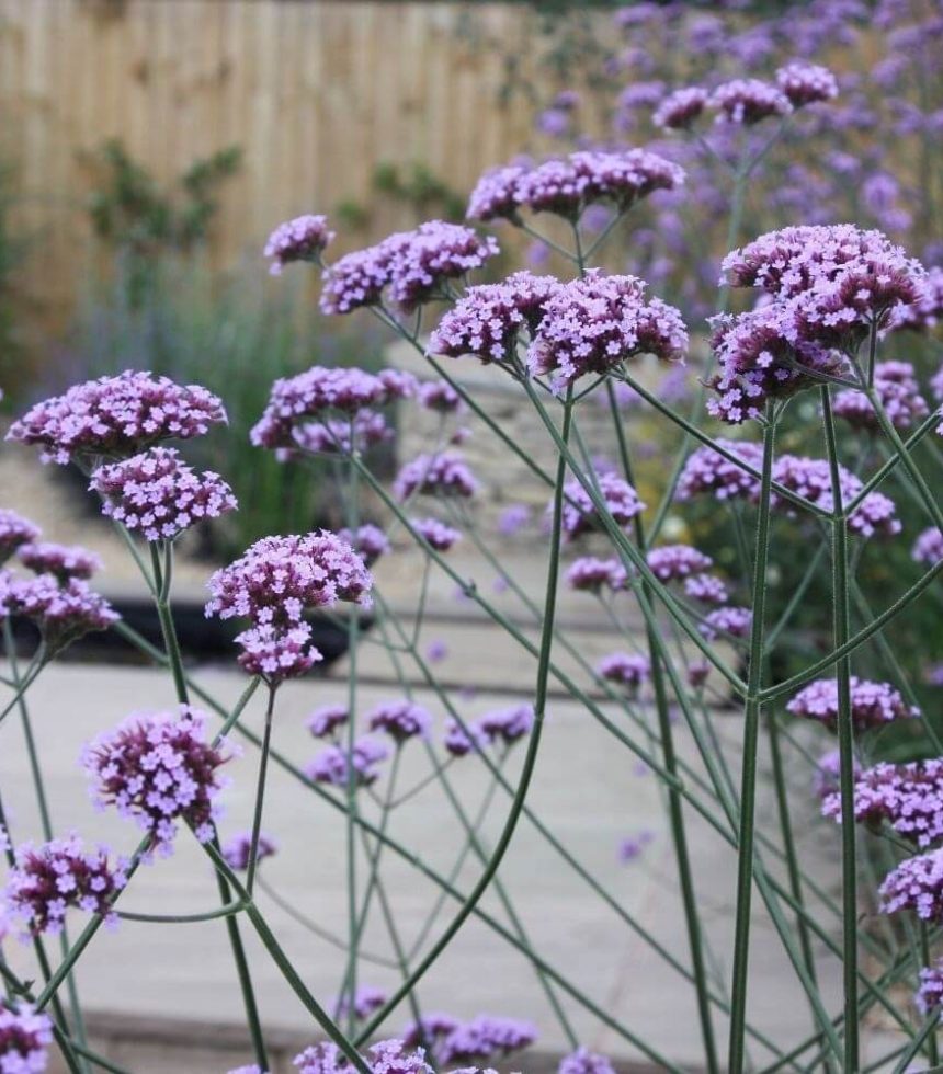 Verbena